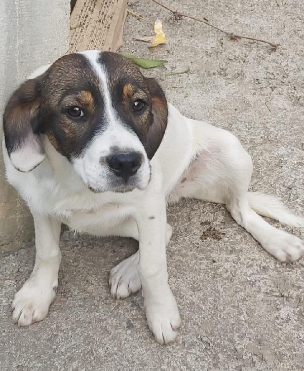 Candy E Mirò (Mamma Breton)2Anni In 1Pessimo Rifugio...