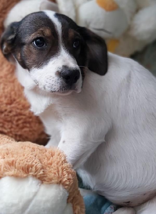 Candy e Mirò (mamma Breton)2anni in 1pessimo rifugio... Foto 2
