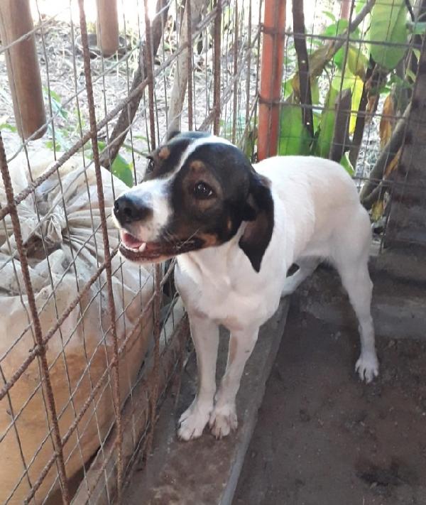 Candy e Mirò (mamma Breton)2anni in 1pessimo rifugio... Foto 6