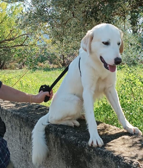 Noemi e Terence 4anni kg16 belli e buoni REGGIO CALABRIA  Foto 2
