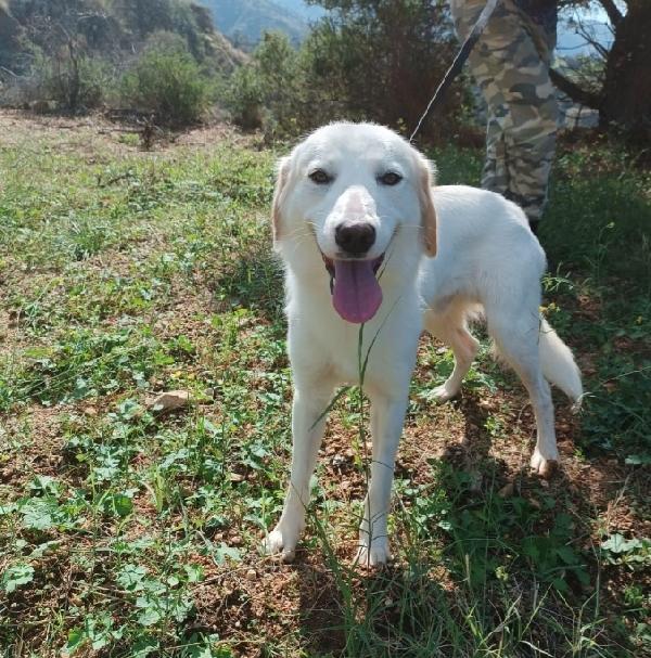 Noemi e Terence 4anni kg16 belli e buoni REGGIO CALABRIA  Foto 3