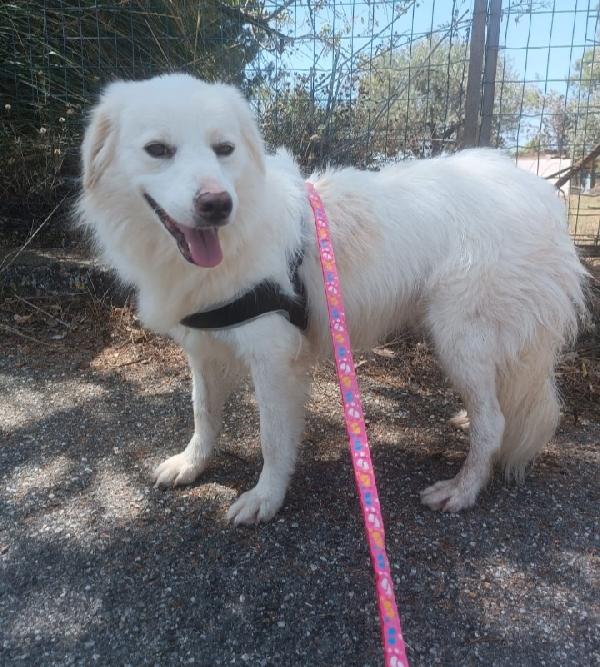 Noemi e Terence 4anni kg16 belli e buoni REGGIO CALABRIA  Foto 4