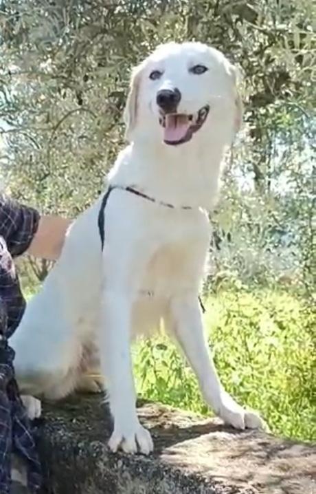 Noemi e Terence 4anni kg16 belli e buoni REGGIO CALABRIA  Foto 8