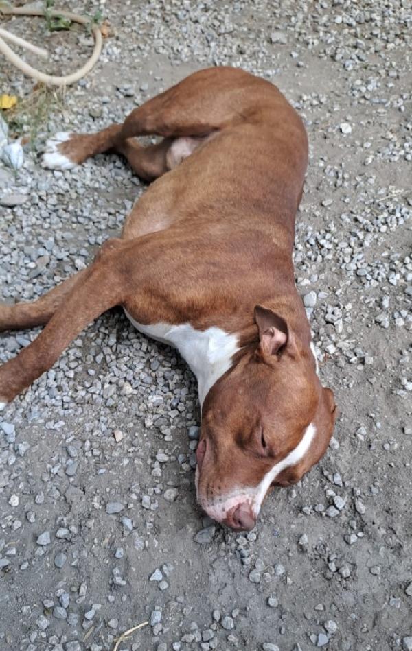 Pitbull puro 15mesi bellissimo e buono. CALABRIA Foto 5