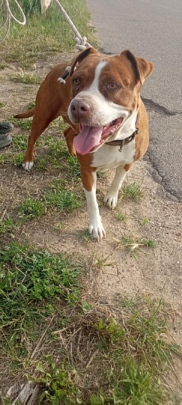 Amstaff Femmina Quasi 9Anni Rimasta Sola.sardegna
