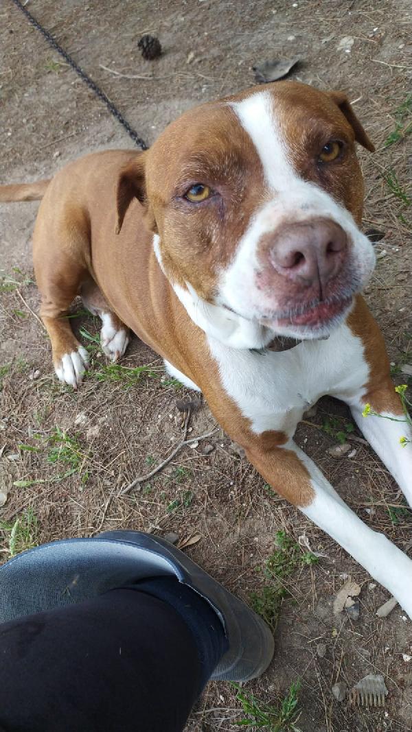 Amstaff femmina quasi 9anni rimasta sola.SARDEGNA Foto 3