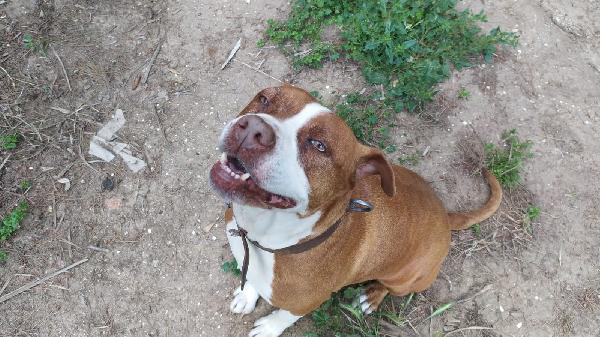 Amstaff femmina quasi 9anni rimasta sola.SARDEGNA Foto 4