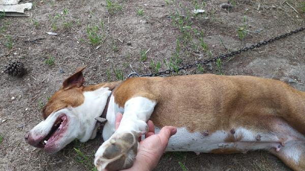 Amstaff femmina quasi 9anni rimasta sola.SARDEGNA Foto 5