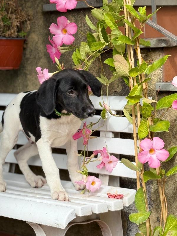 Nala, Maya, Hermes, Zoe Foto 2