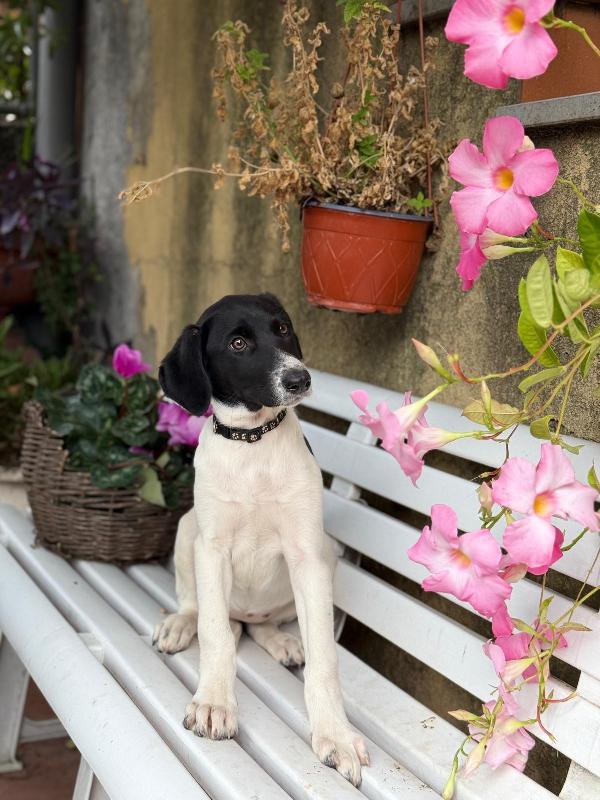 Nala, Maya, Hermes, Zoe Foto 3