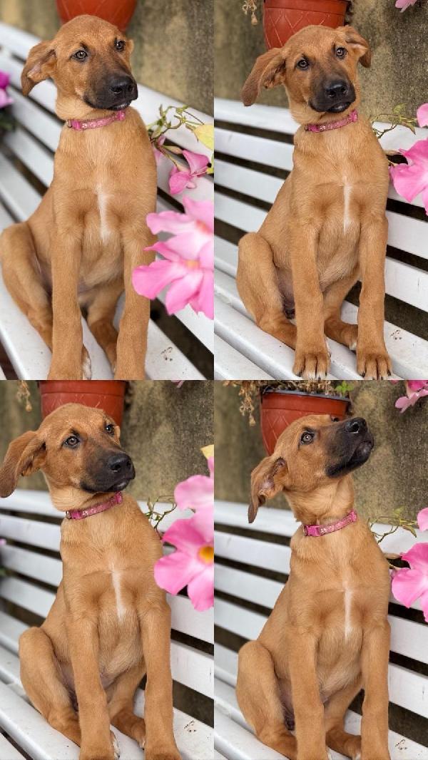 Nala, Maya, Hermes, Zoe Foto 4