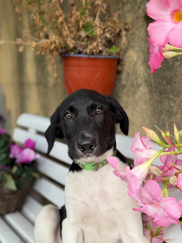 Nala, Maya, Hermes, Zoe Foto 5