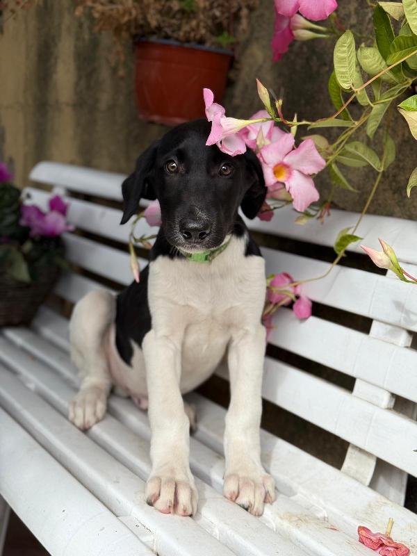 Nala, Maya, Hermes, Zoe Foto 6