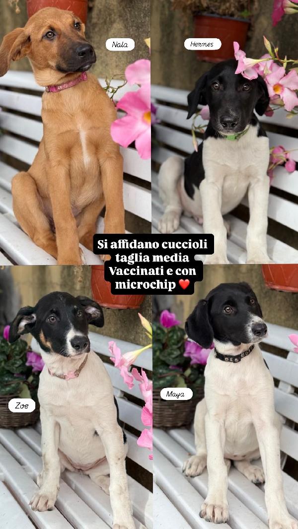 Nala, Maya, Hermes, Zoe Foto 8