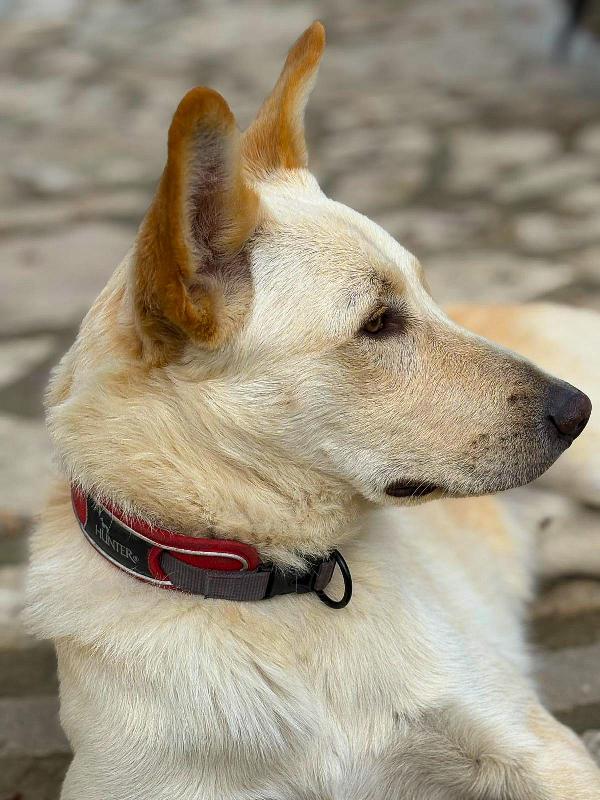 Romeo❤️🏰 Foto 8