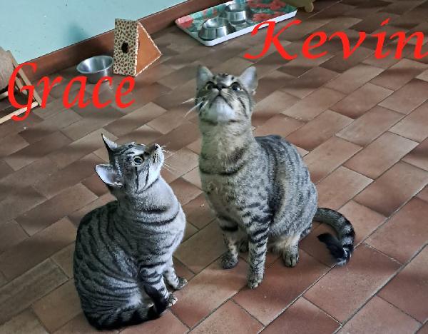 Grace E Kevin, Teneri Gattini In Adozione!