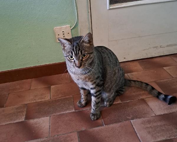 GRACE e KEVIN, teneri gattini in adozione! Foto 6