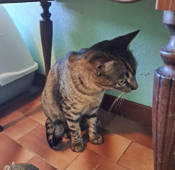 GRACE e KEVIN, teneri gattini in adozione! Foto 8