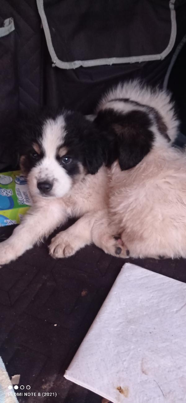 Cuccioli Abbandonati Nella Spazzatura 