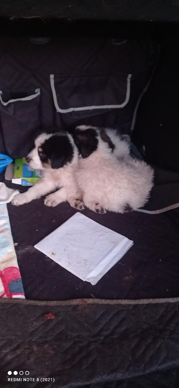 Cuccioli abbandonati nella spazzatura  Foto 2