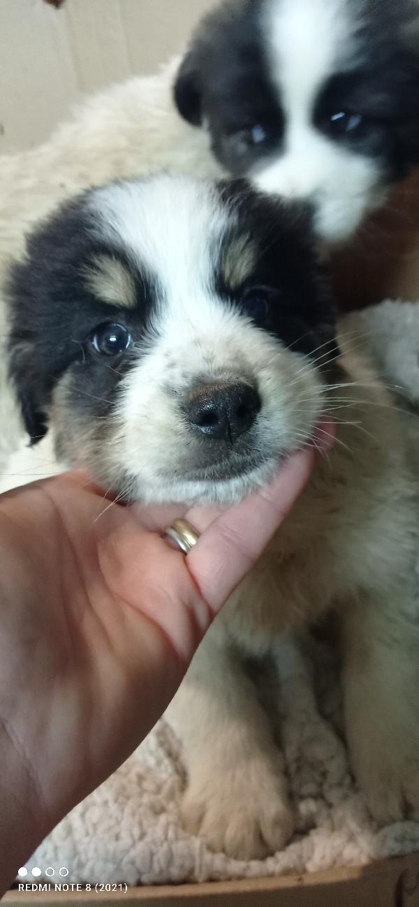 Cuccioli abbandonati nella spazzatura  Foto 3
