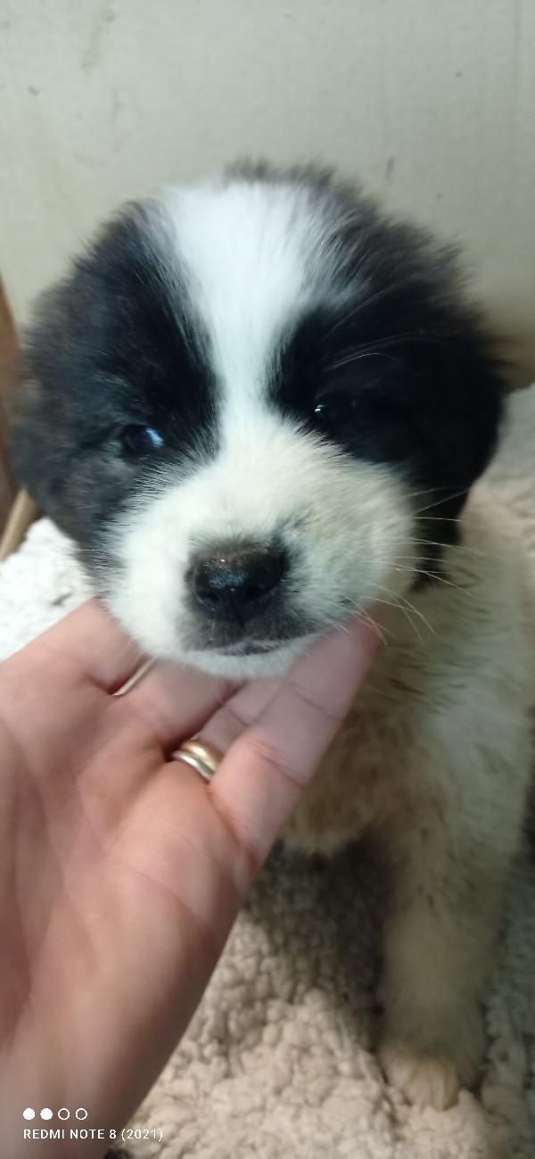 Cuccioli abbandonati nella spazzatura  Foto 4