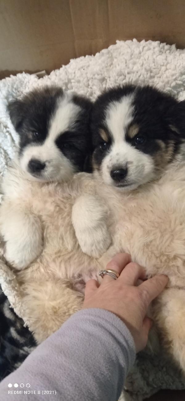 Cuccioli abbandonati nella spazzatura  Foto 5