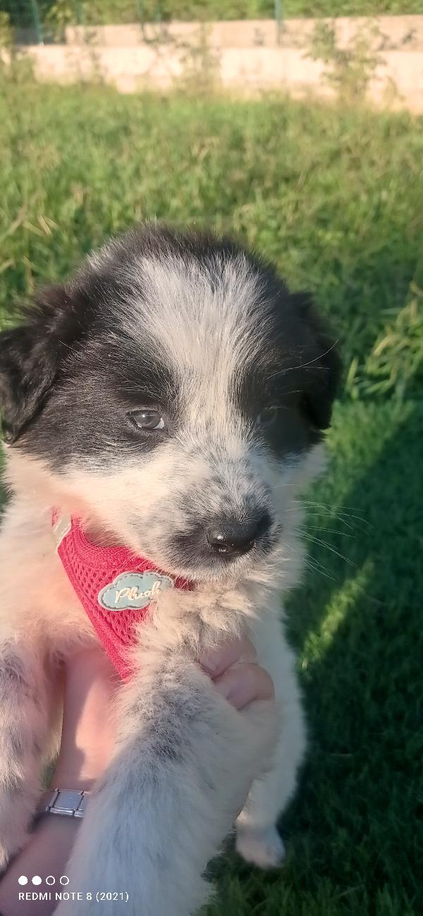 Dolce Candy..... Foto 3