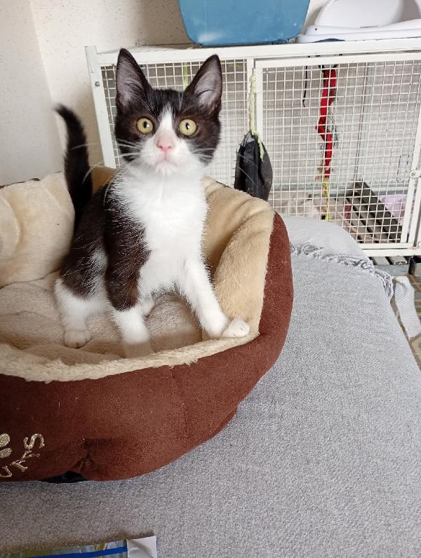 Timmy Il Micino Che Adora Stare In Braccio 