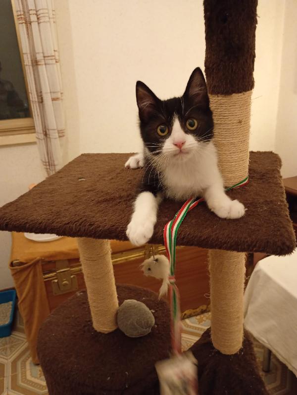 Timmy il micino che adora stare in braccio  Foto 2