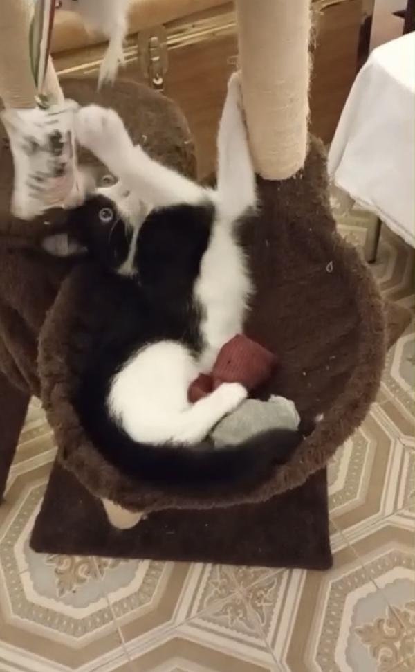 Timmy il micino che adora stare in braccio  Foto 3