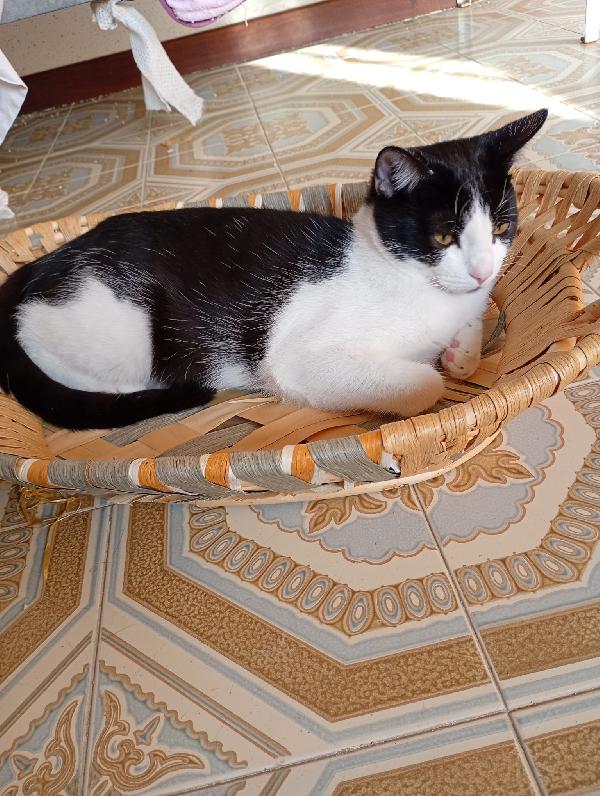 Lapo Un Micino Adorabile 