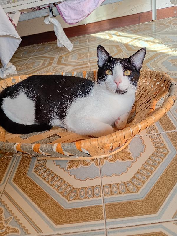 Lapo un micino adorabile  Foto 3