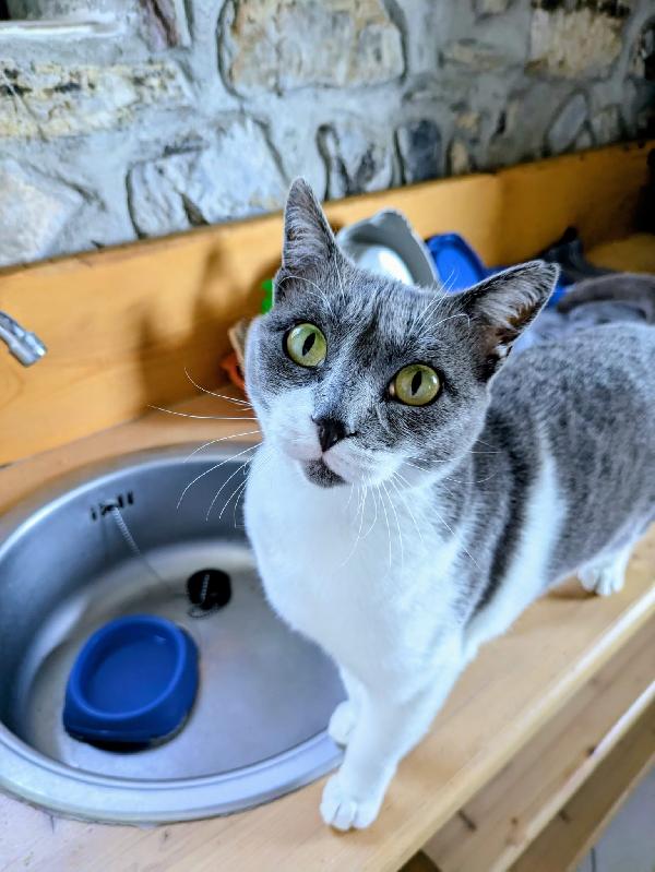 La Simpaticissima Micia