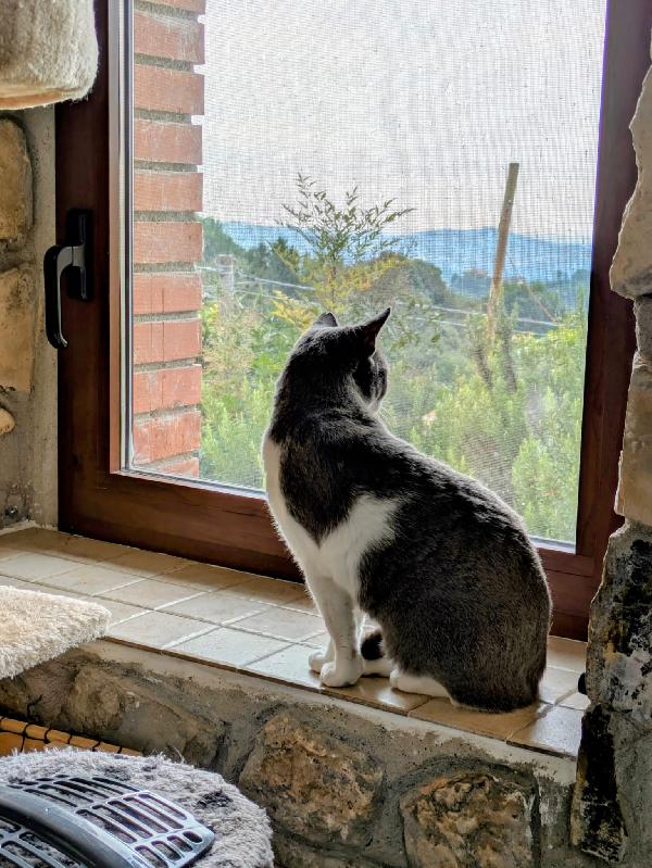 La simpaticissima Micia Foto 2