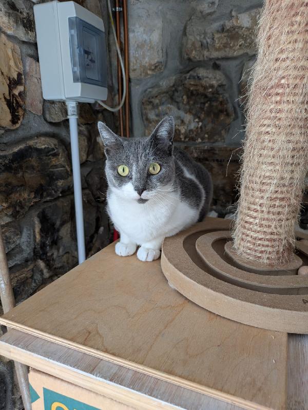 La simpaticissima Micia Foto 3