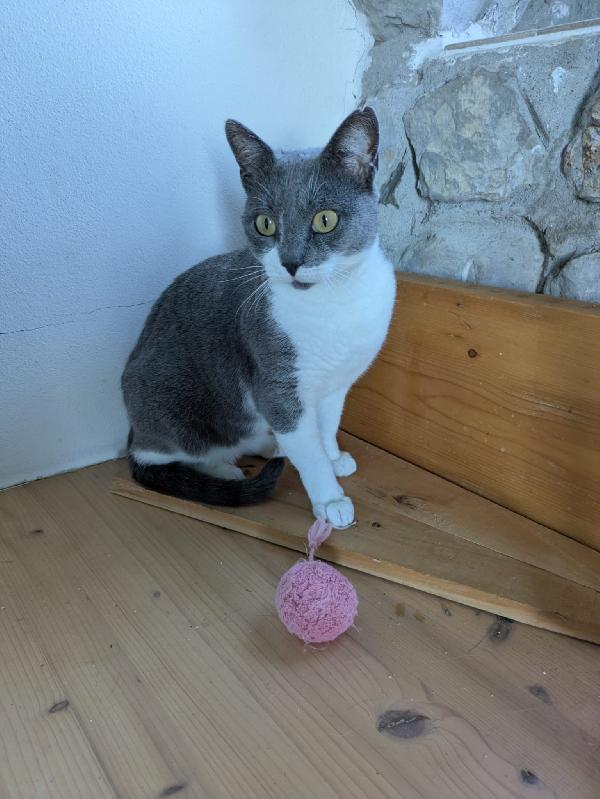 La simpaticissima Micia Foto 4