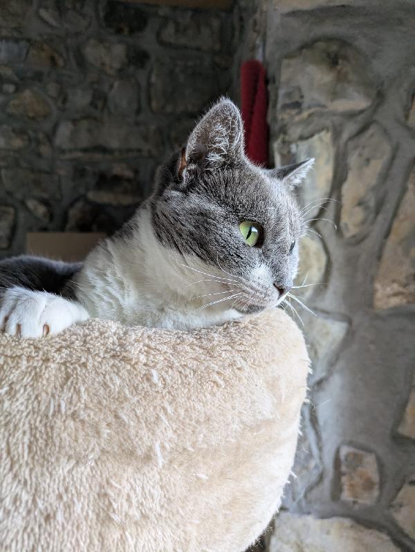 La simpaticissima Micia Foto 5