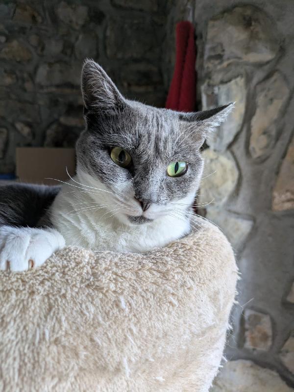 La simpaticissima Micia Foto 6