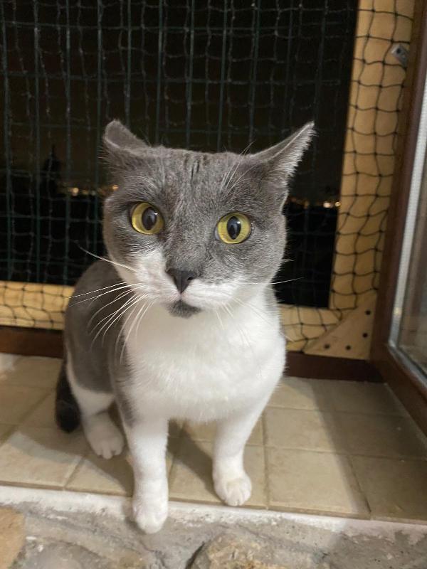 La simpaticissima Micia Foto 7