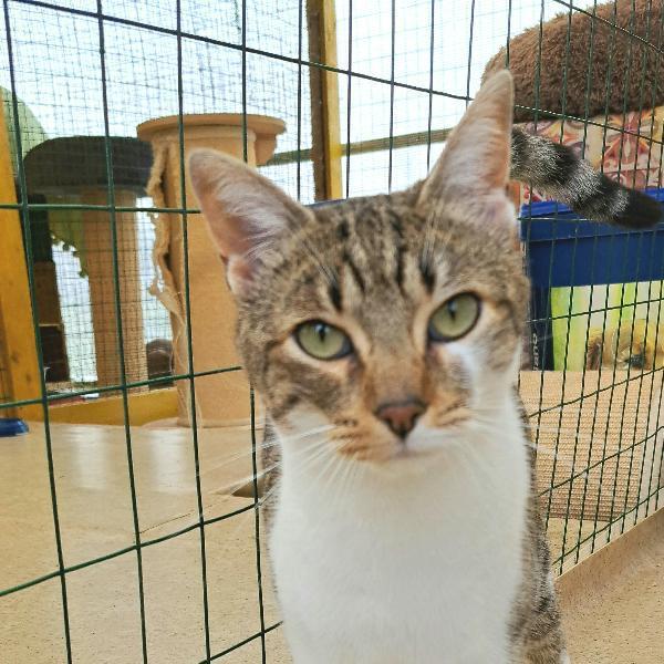 Vladimir: Micino  Di 2 Anni Cerca Famiglia