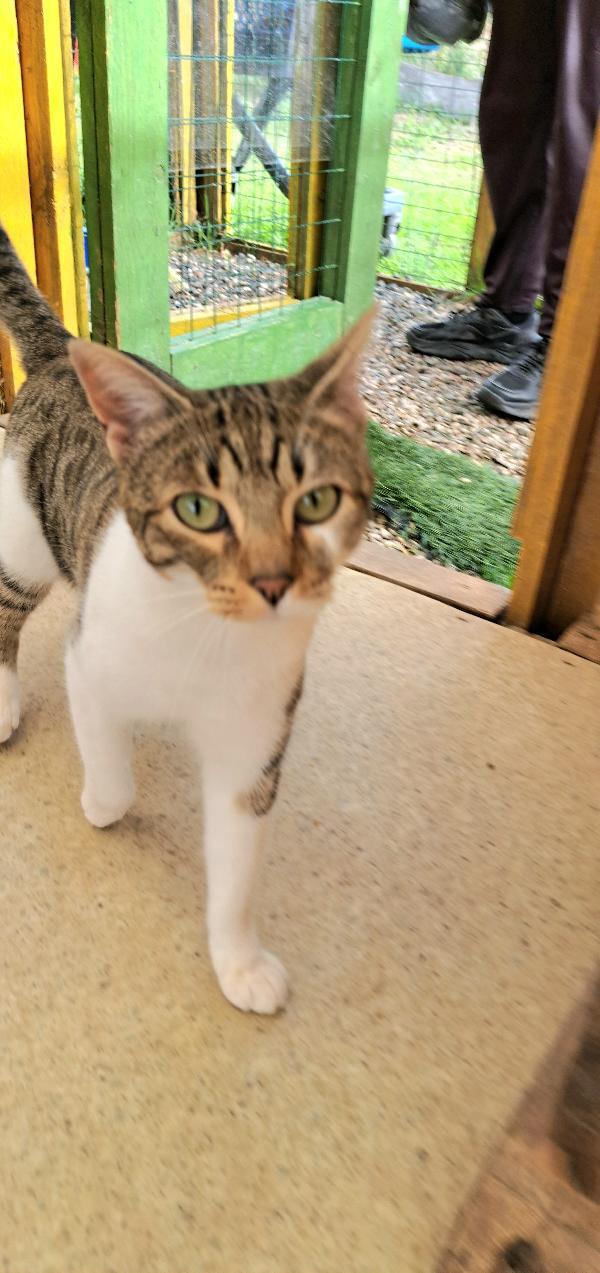 VLADIMIR: MICINO  DI 2 ANNI CERCA FAMIGLIA Foto 3