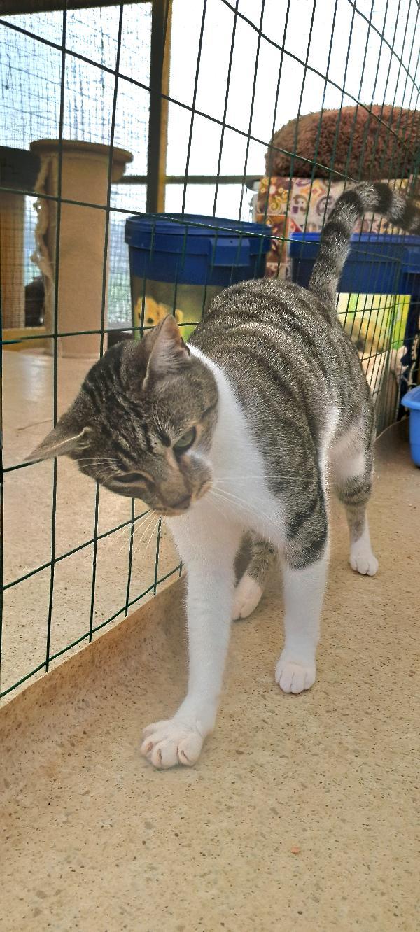 VLADIMIR: MICINO  DI 2 ANNI CERCA FAMIGLIA Foto 5