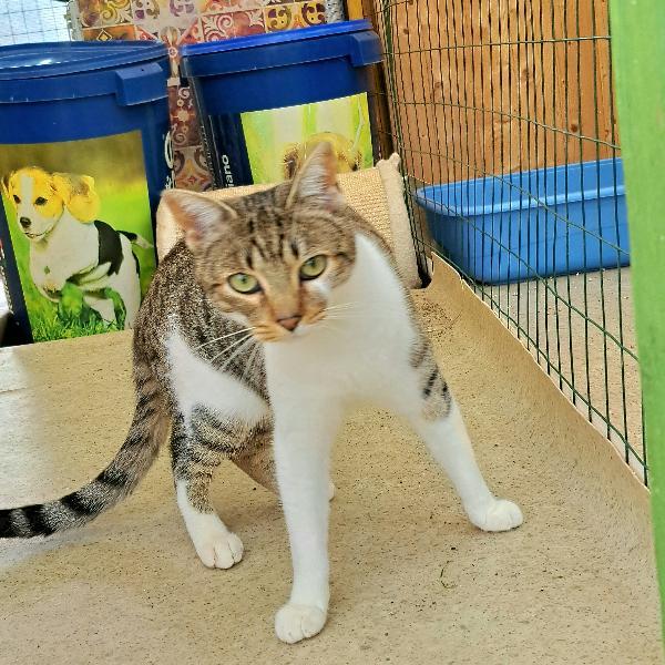 VLADIMIR: MICINO  DI 2 ANNI CERCA FAMIGLIA Foto 6