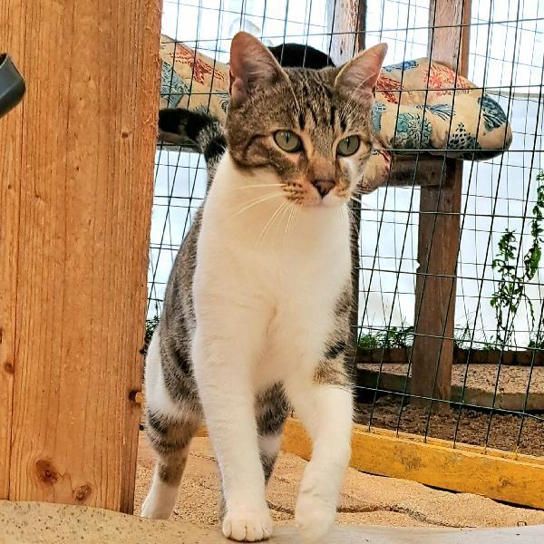 VLADIMIR: MICINO  DI 2 ANNI CERCA FAMIGLIA Foto 7