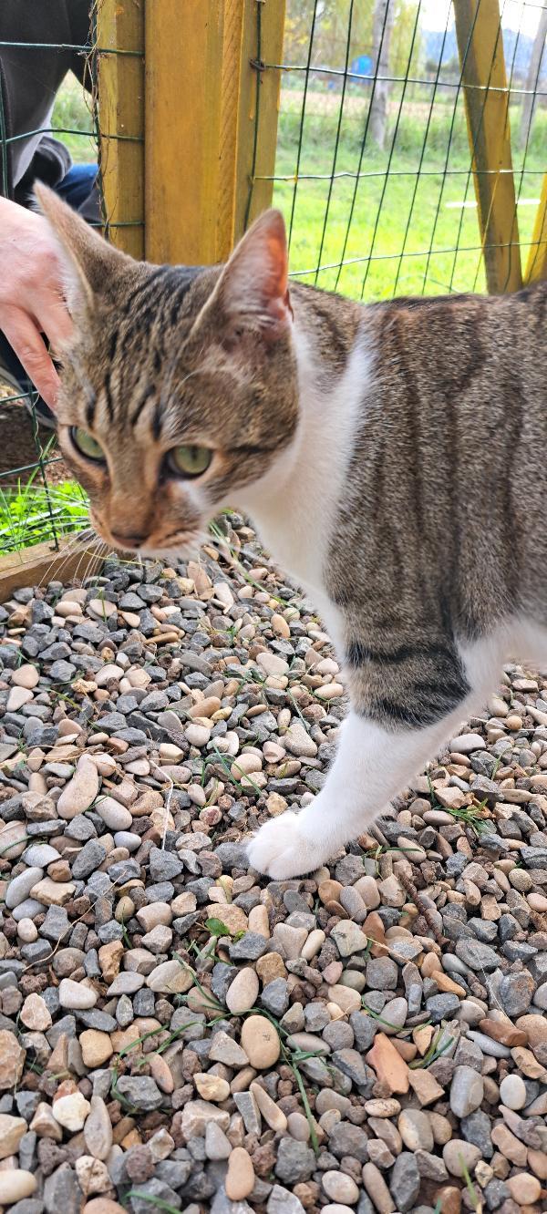 VLADIMIR: MICINO  DI 2 ANNI CERCA FAMIGLIA Foto 8