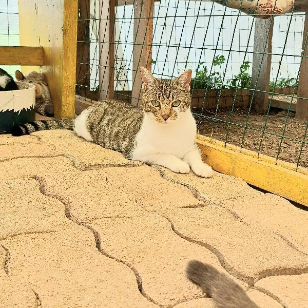 VLADIMIR: MICINO  DI 2 ANNI CERCA FAMIGLIA Foto 9