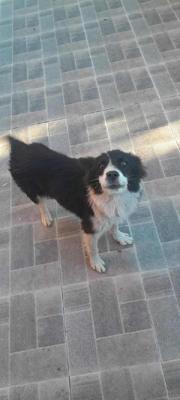 DOLCE PRICSILLA Foto 3