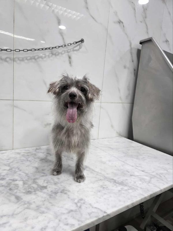 DINA TAGLIA PICCOLA Foto 2