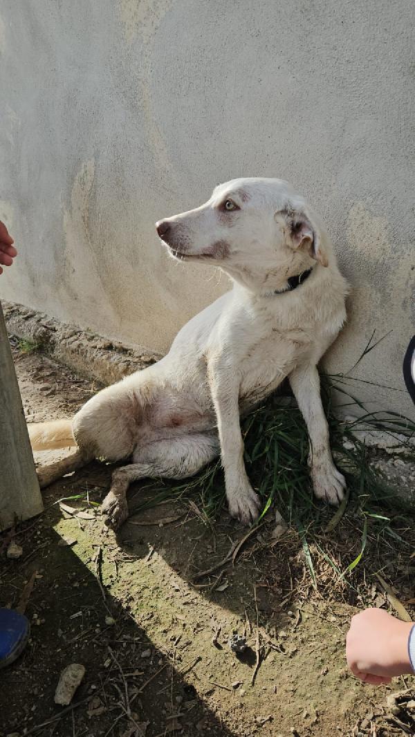 Chiara: 1 anno, socievole ed equilibrata Foto 5